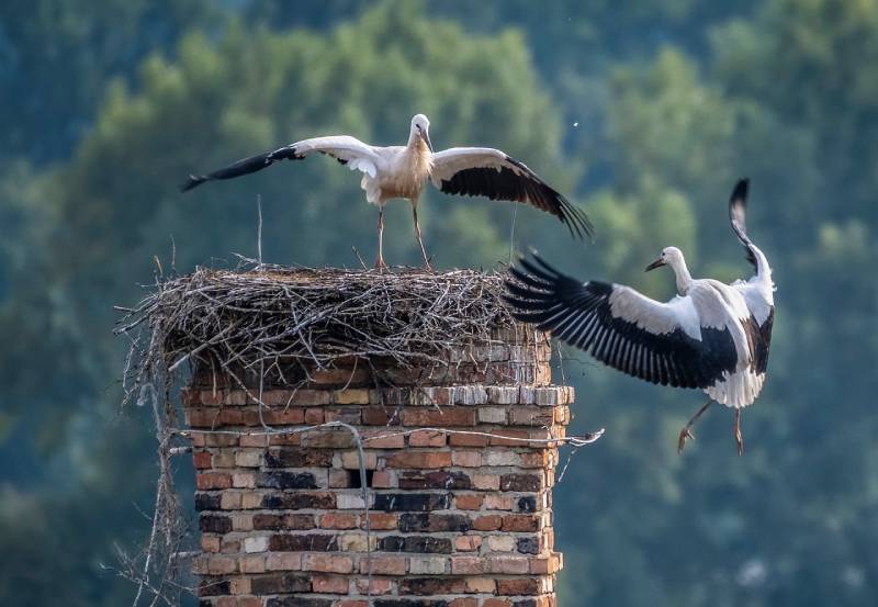 Expert Chimney Animal Removal in Troy, MI Professional Chimney Animal Removal Services in Troy, Michigan