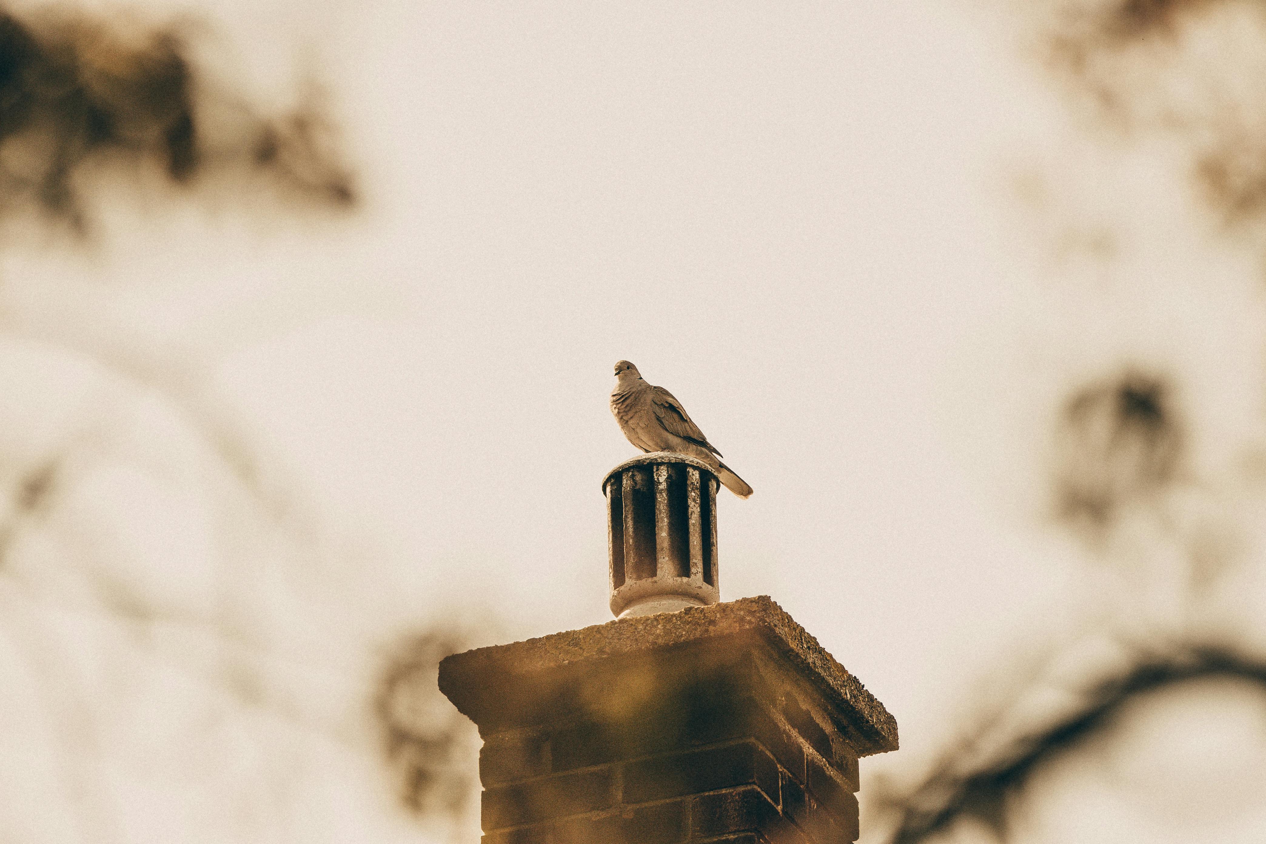 Expert Chimney Cap Installation in Troy, Michigan